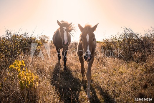 Picture of Young horses